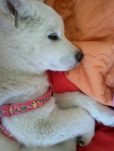 Jindo Puppy we call "Luna" | Adopt a dog in Seogwipo - 서귀포