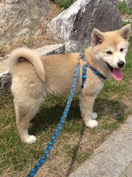 Jindo puppy | Adopt a dog in Sokcho - 속초