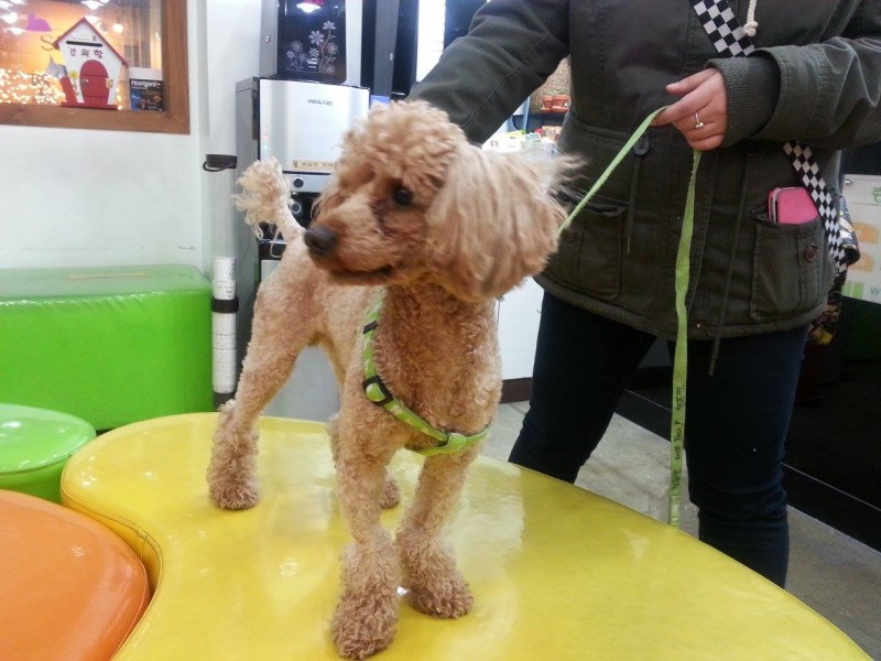 Miki Adopt a dog in Seoul 서울