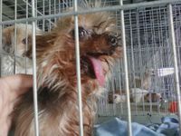 Smiley: URGENT!!