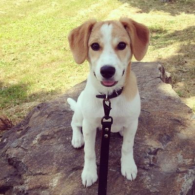 Kiddo [Adopt or Foster]