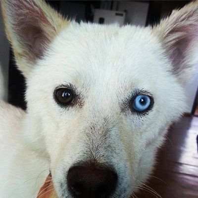 Bella