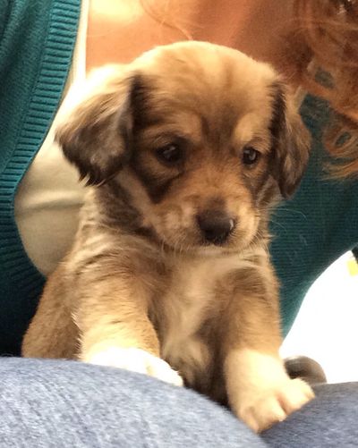 Adorable Olive! (Daisy's pup)