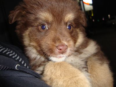 Brownie