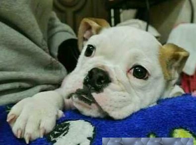 HUGE HUGO THE BULLDOG