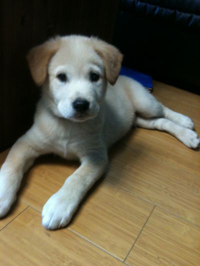 Bandit (One of Sandy's 9 pups)