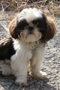 Chocolate Chip The Shih Tzu: great little dog looking for his loving new companion