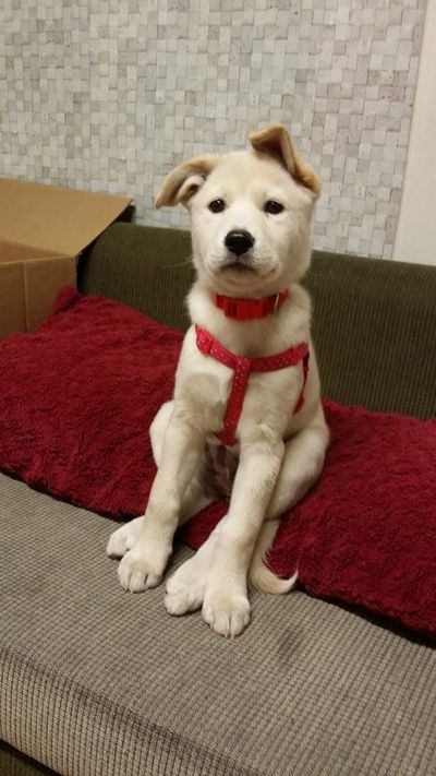 Indy (1 of Sandy's 9 puppies)