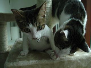 Otak (kitty with broken back)