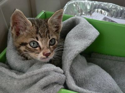 Kitten wrapped in a blanket sits in a box