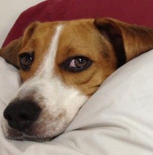 Jagger The Smart Beagle