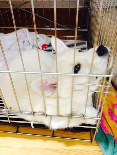 Runa