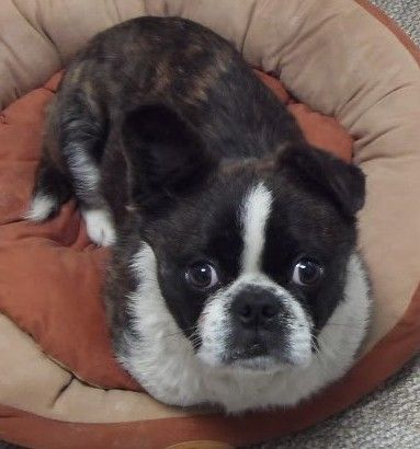 Puppers looks criminally cute