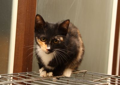 Arya
