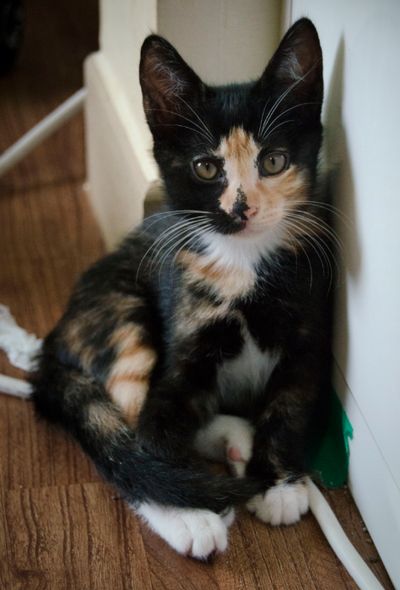 Amelia