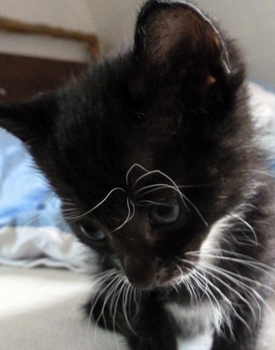 Constable Whiskers