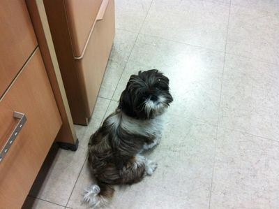 Ewok
