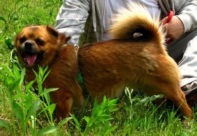 Gizmo formerly Jackson