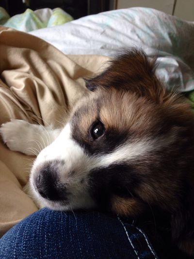 Peanut - Molly's pups