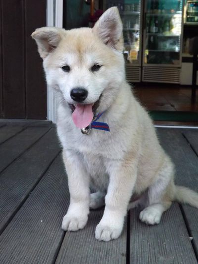 Jindo puppy