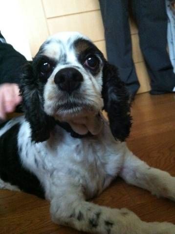 Bear - Finally HOME :)