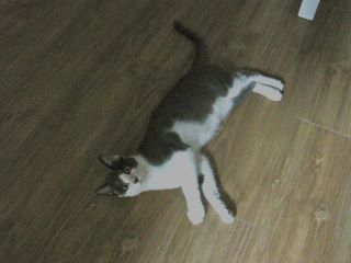 Petey the Sweetie!