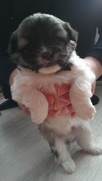 Plop (puppy 5)