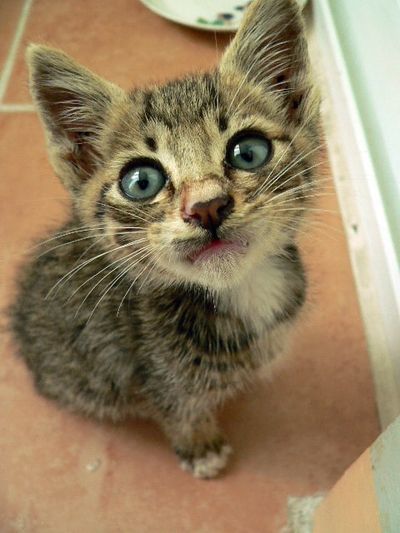 Fostering 101