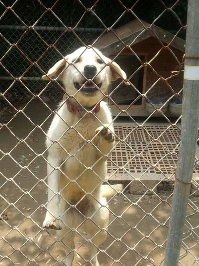 Lucy (formerly turbo)