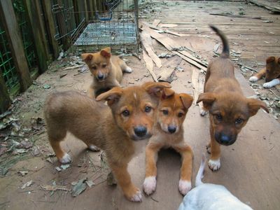 Adele's Pups!