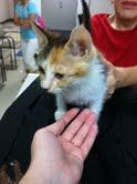 Kitzia