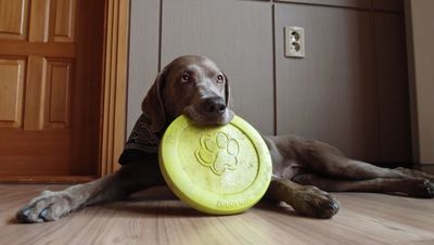 Luna, a beautiful weimaraner