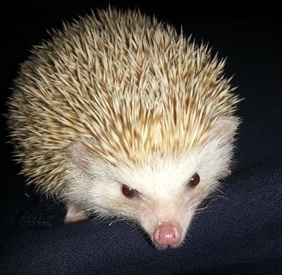 Beautiful Afrcn Pygmy Hedgehog