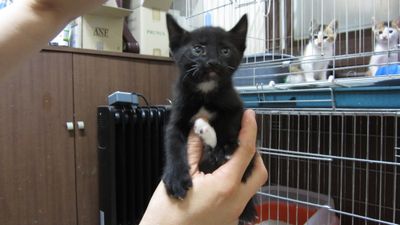 Black Panther