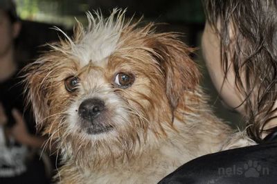 Icarus a wet dog on a monsoon day