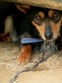 15 Ways to Help a Chained Dog