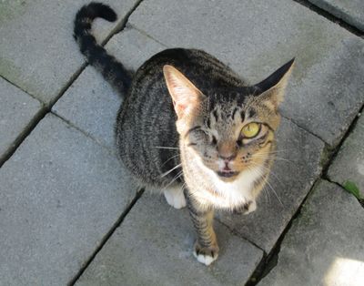 Pirate Cat