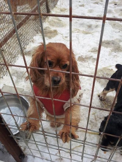 Soona (burned spaniel)