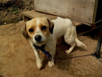 Small sad dog chained to a doghouse outside