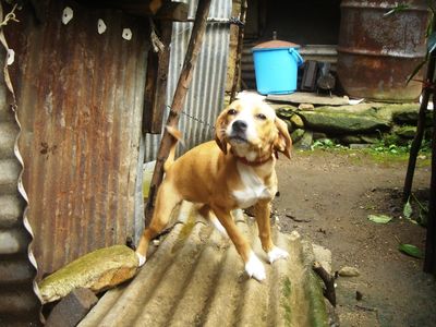 Dogs in the Countryside