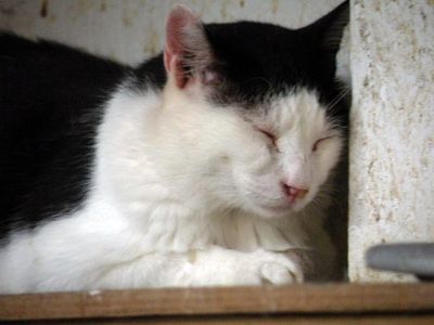 Sleeping cat at an animal shelter