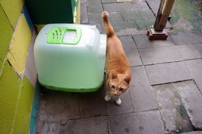 A cat stands by a litter box.