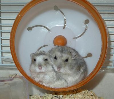 Thelma and Louise