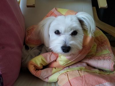 Toby