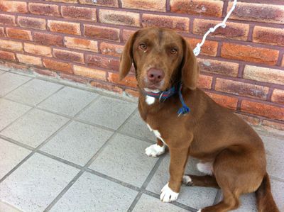 Jake (now Max!)