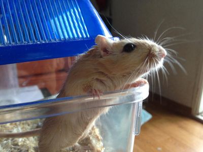 Splinter