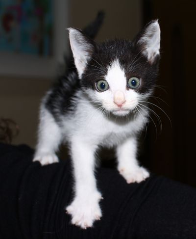Oreo