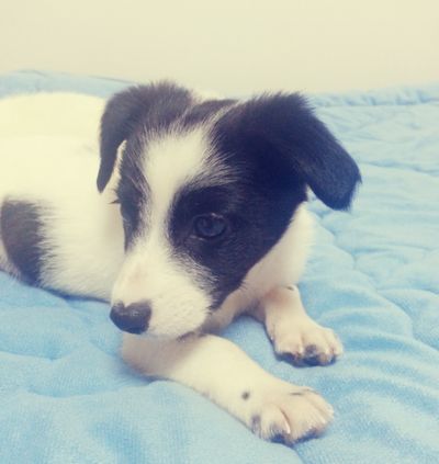 Bugsy