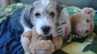 Puppy snuggles teddy bear
