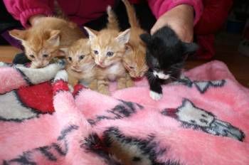 Disney's 5 kittens